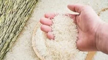 استقرار السوق مع ارتفاع أسعار الأرز العطري في الأسواق المحلية